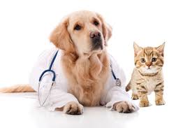 Whether a car is old or new, having a car insurance policy is a necessity. Confused About Pet Insurance Do I Need It Elite Veterinary Care