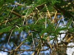 Image result for Acacia sieberiana
