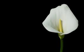 Only the best hd background pictures. 74 Dark Flower Wallpaper On Wallpapersafari