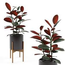 There are a number of ficus elastica varieties grown successfully indoors which includes, the most common one f.elastica decora (has shiny leather type leaves which grow to a foot long), f.elastica robusta (has larger leaves than decora), f.elastica black prince or burgundy (has near black reddish leaves) and a selection of variegated types. Ficus Elastica Black Prince 3d Model Download Maxbrute Furniture Visualization Ficus Elastica Ficus Ficus Elastica Black Prince