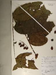 Image result for Sorindeia winkleri