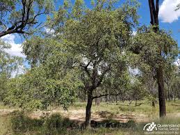 Image result for Grewia pubescens