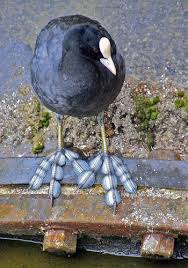 Crazy Feet Pet Birds Animals Beautiful Pretty Birds