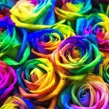 Different color flowers and their meanings. 21 Special Rose Color Meanings Rose Flower Meanings For Valentine S Day