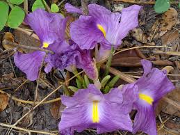 Image result for Siphonochilus