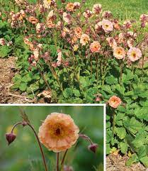 Growing blaz­ing sun­set geum seeds. Pin On I Want I Wish
