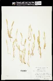 Image result for Agrostis kilimandscharica