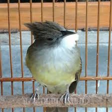 Burung jenis pleci merupakan salah satu jenis burung yang biasa hinggap di pepohonan rindang yang jauh dari suasana keramaian seperti di perkotaan, sebab habitat asli burung ini adalah di alam liar yang tenang dan udara yang segar. 2 Cara Merawat Cucak Jenggot Agar Gacor Dan Rajin Bunyi Hewan Id