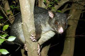 Possum Up A Tree Gazing Ad Possum Tree Gazing Ad Leaf Images Possum Stock Images