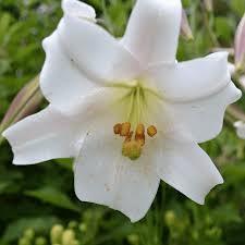 Image result for Lilium formosanum