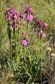 Image result for Chironia krebsii