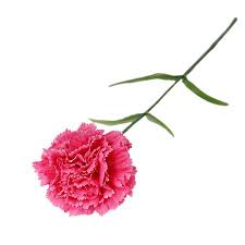Hand painted watercolor carnation cartoon watercolor pink cute little flower pink carnation. 1pc Artificial Carnation Flower Fake Silk Flower For Wedding Bouquet Home Party Decoration Walmart Canada