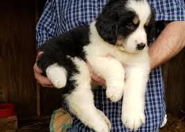 Lancaster puppies has standard and mini pomsky puppies for sale in pa, as well as ohio, indiana, and new york. Designer Breed Large Puppy For Sale Adoption Rescue For Sale In Urbana Ohio Classified Americanlisted Com