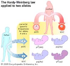 Cladogram Worksheet Answer Key Teaching Biology Biology Resources Biology Classroom