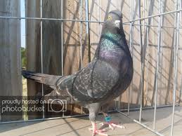 All Roller Roller Pigeon Forum Archive