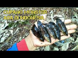 Banyak ditemukan di perairan asia tenggara, termasuk. Ikan Cupang Liar Terbesar Didunia Ngumpul Di Sini Youtube