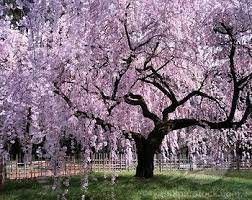 Maybe you would like to learn more about one of these? Pin By Janeen Byerly On Things For The Garden Weeping Cherry Tree Yoshino Cherry Tree Cherry Tree