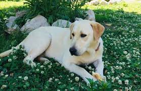 Whether you're in the classroom or keeping your little ones busy at home these days, we have fun, engaging, and free printable activity for your kiddos to enjoy. 100 Girl Dog Names That Start With C The Paws