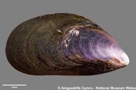 Image result for Maerua edulis