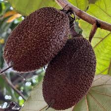 Image result for Pterospermum acerifolium