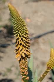 Image result for Aloe bukobana