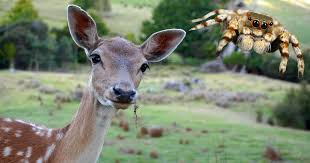 They were primarily seen on house in new england along the coasts. Deer And Spider Your Animal Spirit Guides For The Full Moon In Sagittarius On May 26 2021