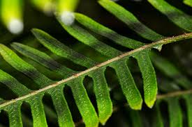 Image result for Pteris friesii