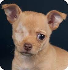 Animal could be euthanized soon. Chicago Il Chihuahua Meet Blinky A Pet For Adoption