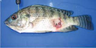 Mengingat di indonesia ada banyak sekali pembudidayaan ikan nila. Aeromonas Hydrophila Stanier Pada Ikan Nila Oreochromis Niloticus Lin Melalui Postulat Koch Semantic Scholar