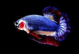 12 types of betta fish. Thai Fish With National Flag Colors Sold For More Than 1 5k