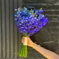 Image result for Delphinium