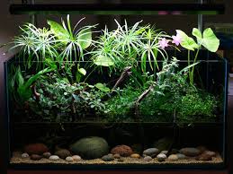 A Few Of My Planted Ripariums Fish Tank Plants Aquarium Aquarium Fish Tank