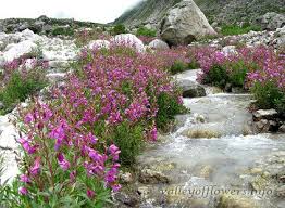 Maybe you would like to learn more about one of these? Best Time To Visit Valley Of Flowers Blue Poppy Holidays
