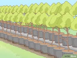 Hybrid poplar is one of the fastest growing trees in north america. 4 Ways To Start A Tree Farm Wikihow