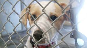 Hansen said, adding that placing an animal in a home is healthier and makes it more likely that it will ultimately be adopted. Mega Adoption Event To Be Held At State Fair Park With More Than 500 Pets Kfor Com Oklahoma City
