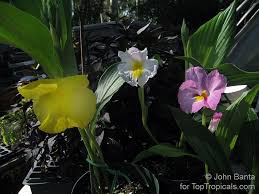Image result for Siphonochilus