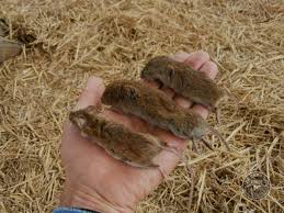 How often do owls eat? Feeding Barn Owls The Barn Owl Trust