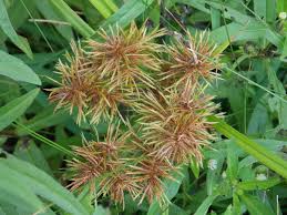 Image result for Cyperus glaucophyllus