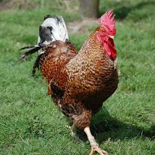 Chickens are very social animals, and rely heavily on the other chickens in the flock to meet their needs. Cockerel Adoption British Hen Welfare Trust