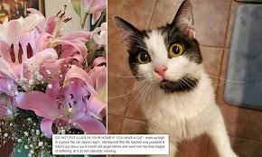 They're an attractive, fragrant flower and it's no. Heartbroken Pet Owner Warns That Her Kitten Was Poisoned By A Lily Without Touching It Daily Mail Online