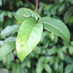 Image result for Tetracera alnifolia