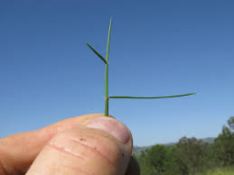 Image result for Entolasia