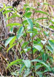 Image result for Landolphia lanceolata
