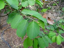 Image result for Combretum paniculatum