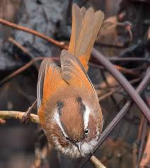 A Little Male Splendid Fairy Wren In Eclipse Samphire Is On Of My Favourite Settings South Of Perth Cutebird Allmighty Beautiful Birds Cute Birds Birds