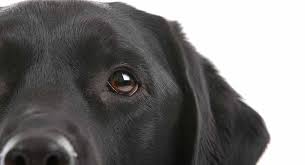Melatonin For Dogs Can You Give Dogs Melatonin For Anxiety