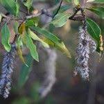 Image result for Faurea saligna