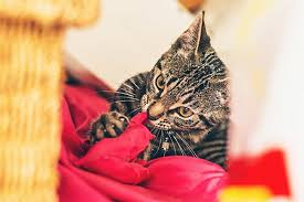 Cats stare because they are trying to show their domonance over you. Pica In Cats Symptoms Causes Diagnosis Treatment Recovery Management Cost