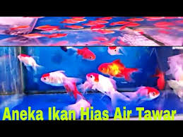Arwana memiliki beberapa jenis seperti cross back gold, super red, platinum, dan arwana brazil. Toko Ikan Hias Tiban Batam Youtube