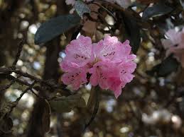 Rhododendron Campanulatum Wild Species Of Bell Rhododendron Found In The Himalayan Alpine Regions Of Northern India Bhutan And Nepal I Plants Shrubs Flowers